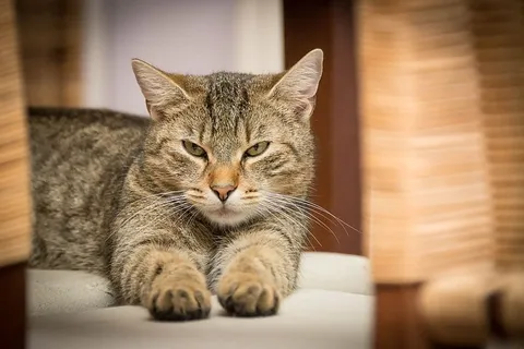 选择性、对焦摄影、棕色、平纹、猫、家猫、阿迪达斯、休闲 选择性、对焦摄影、棕色、平纹、猫、家猫、阿迪达斯、休闲