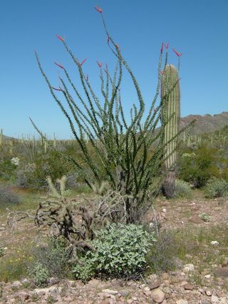 风琴管，风琴管仙人掌国家纪念碑，仙人掌，沙漠，亚利桑那州，西南，索诺兰，多刺