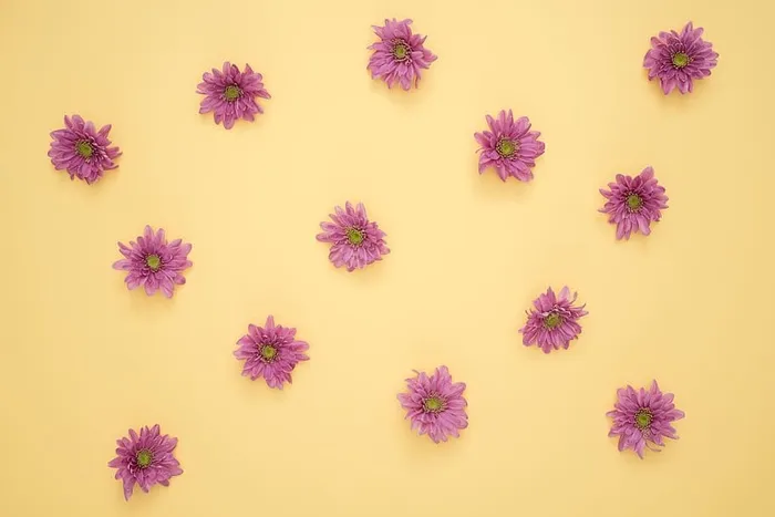 粉红雏菊花