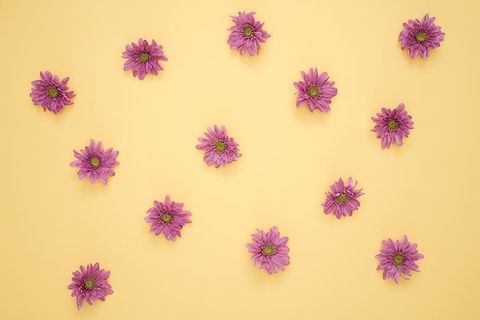 粉红雏菊花 粉红雏菊花
