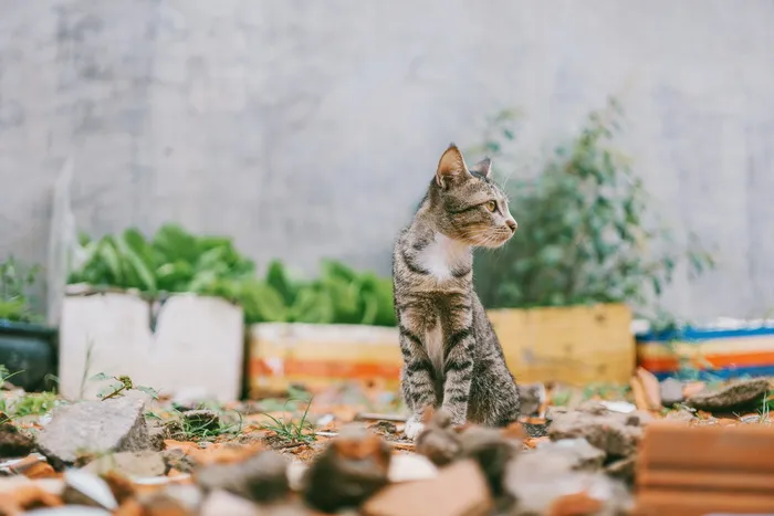 灰斑猫特写照片
