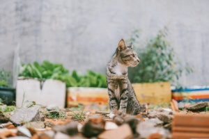 灰斑猫特写照片