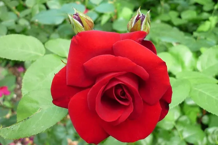 玫瑰，花朵，花朵，花朵，红色，花园，自然之美，开花植物