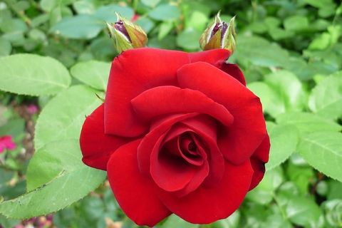 玫瑰，花朵，花朵，花朵，红色，花园，自然之美，开花植物