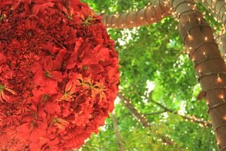 厂, 花, 天竺葵, 开花, 树, 康乃馨, 插花, 叶