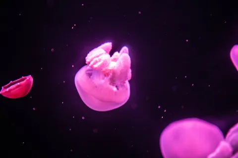 动物主题，野生动物，水下，野生动物，水，动物，海洋，水母