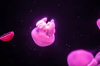 动物主题，野生动物，水下，野生动物，水，动物，海洋，水母