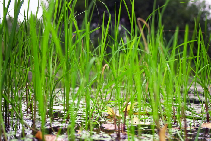 沼泽、自然、户外、植物、沼泽、草地、水、生长