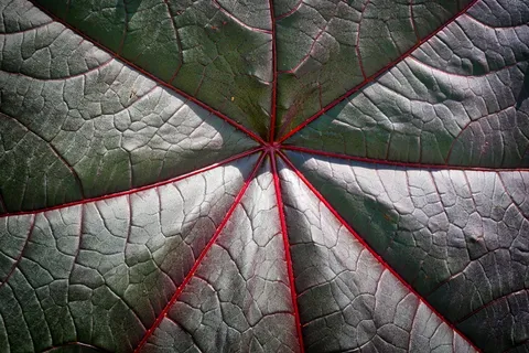 叶子，植物，背景，自然，紧密，纹理，图案，没有人