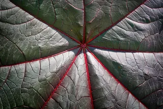 叶子，植物，背景，自然，紧密，纹理，图案，没有人