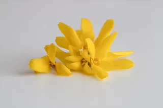 鲜花, 黄色, 打喷嚏, 自然, 健康, 权力, 植物, 春天