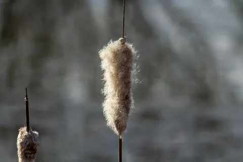 狼牙棒，莎草，庄稼，鸢尾，香蒲，特写，自然，白天