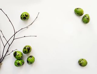 八个鹌鹑蛋和黑树枝