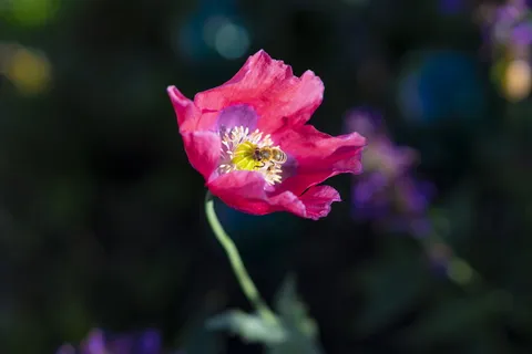 花,蜜蜂,花,花蜜,紫色,紫罗兰,罂粟,波基 花,蜜蜂,花,花蜜,紫色,紫罗兰,罂粟,波基
