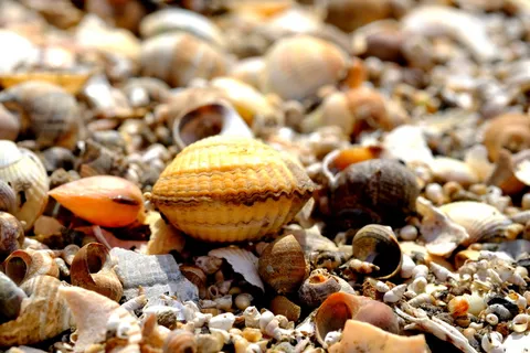 贝壳、鳕鱼、海滩、沙子、大自然、海岸、贻贝、海鲜 贝壳、鳕鱼、海滩、沙子、大自然、海岸、贻贝、海鲜