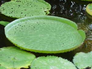 睡莲，水生植物，植物，睡莲，自然，花，池塘，罗森格斯湖