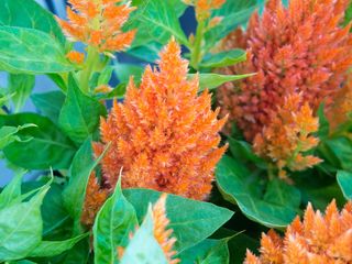 花，自然，花，枝，茎，茎，橙色，花瓣