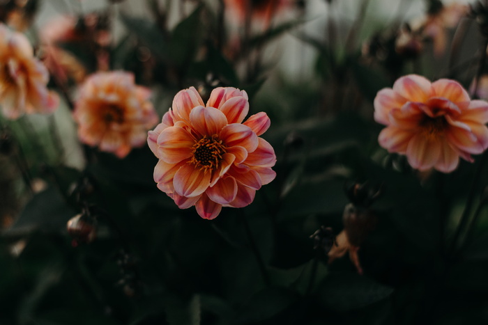 盛开的橘瓣花