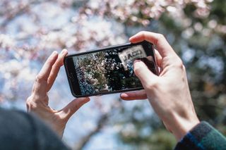 树木，森林，公园，天空，樱花，樱花，樱花，外面