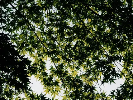 蓝天下的绿树 蓝天下的绿树