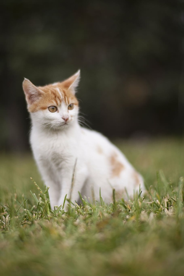 白色，橙色，斑猫，猫，绿色，草，动物，动物