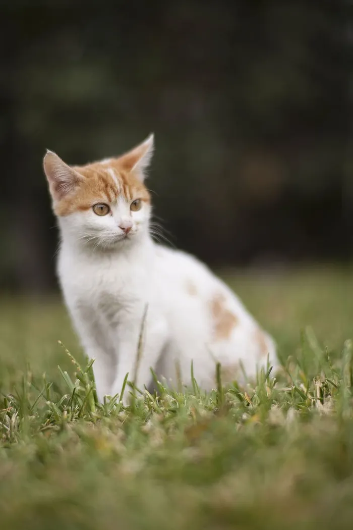 白色，橙色，斑猫，猫，绿色，草，动物，动物