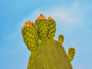 刺梨，植物，仙人掌，自然，地中海，水果，花，刺