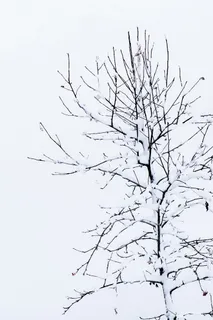 树, Kahl, 冬天, 没有叶子, 雪, Karg, 审美 树, Kahl, 冬天, 没有叶子, 雪, Karg, 审美