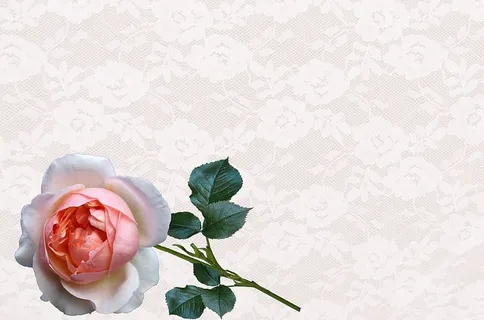 贺卡,玫瑰,自然,桌面,花,开花植物,植物,玫瑰-花 贺卡,玫瑰,自然,桌面,花,开花植物,植物,玫瑰-花