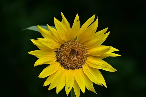 向日葵,黄色,花序,花,开花植物,花头,花瓣,新鲜度 向日葵,黄色,花序,花,开花植物,花头,花瓣,新鲜度