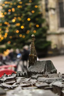 德国、明斯特、波克、大教堂、圣诞节、特写、教堂、树