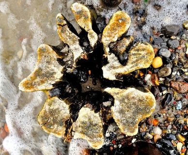 海洋，波罗的海，自然，海滩，系船柱，坚固，无人，特写