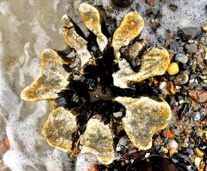 海洋，波罗的海，自然，海滩，系船柱，坚固，无人，特写