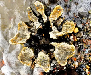 海洋，波罗的海，自然，海滩，系船柱，坚固，无人，特写