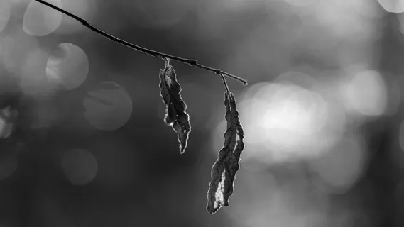 自然，冰，户外，雪，冰柱，冬天，霜冻，盆地