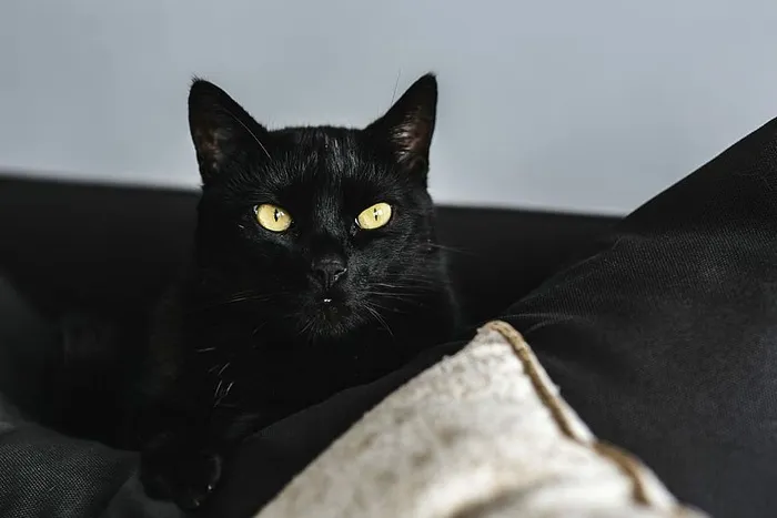 猫画像