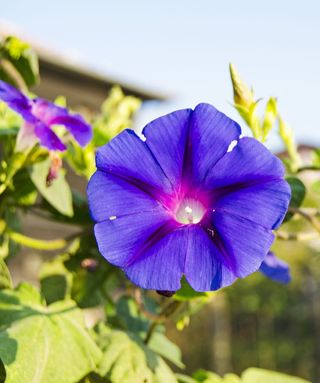 牵牛花、花朵、活力、绽放、紫色、绿色、夏季、荧光