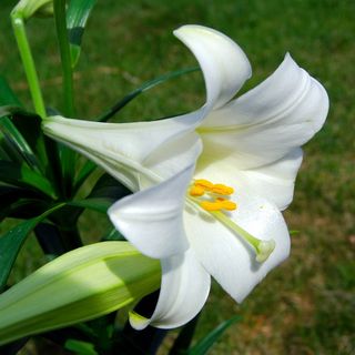 白色,百合花,关闭,摄影,花朵,复活节,莉莉,开花植物 白色,百合花,关闭,摄影,花朵,复活节,莉莉,开花植物