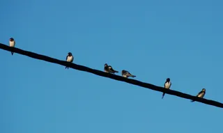 穹顶的天空，鸟，燕子，电缆，电话线，彼此相邻，列表，鸟