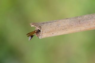 图像，昆虫宏，黄蜂，自然，野生动物，动物野生动物，一个动物，动物主题