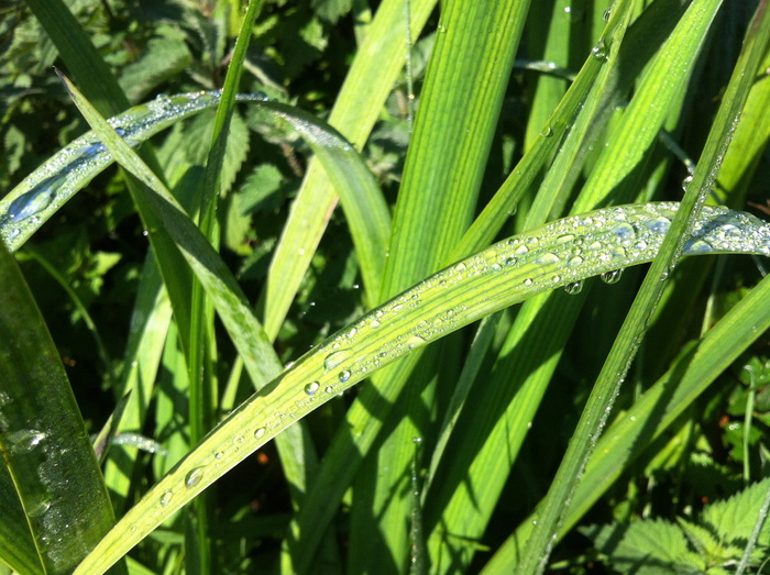 叶子，自然，植物，草，夏天，生长，叶子，潮湿