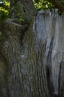 树、树干、树皮、芽、叶、新生长、粗糙、损坏
