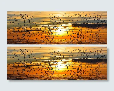 飞行，鸟类，日落背景，自然，动物，鸟类，候鸟，飞行