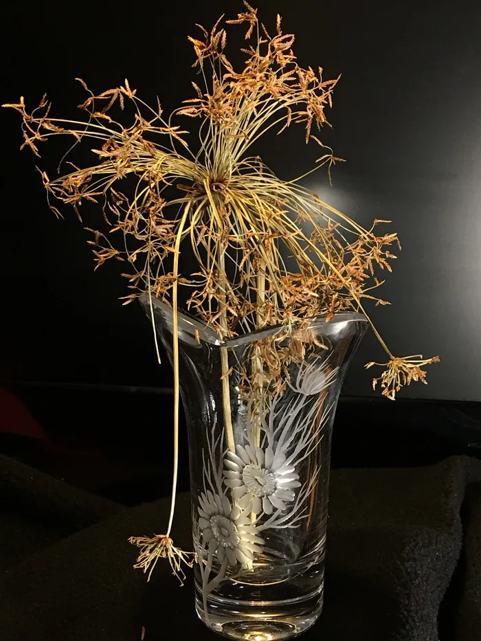 玻璃,干植物,装饰,干叶,植物纸草,自然,植物,室内 玻璃,干植物,装饰,干叶,植物纸草,自然,植物,室内
