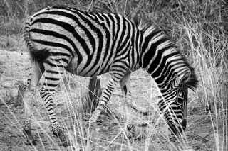 斑马的灰度照片