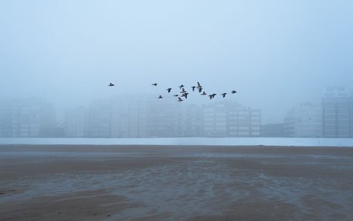 光，海，城市，黎明，海滩，鸟，鸟，建筑物