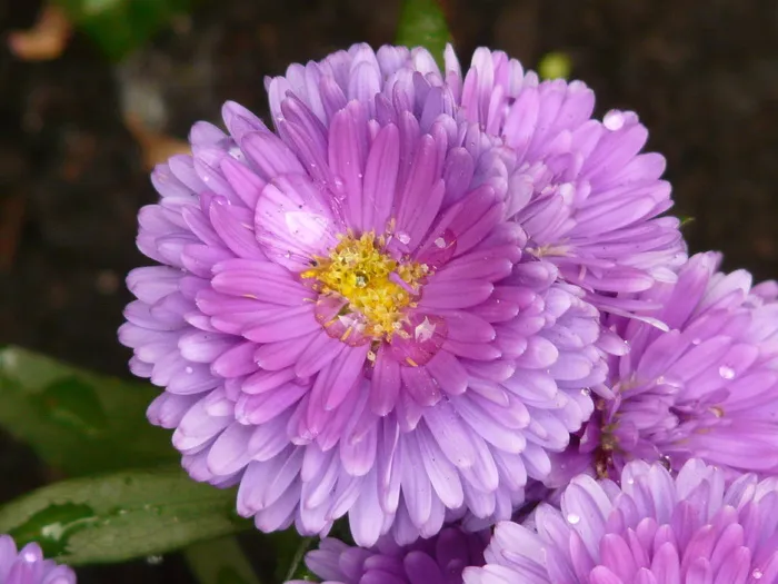 紫菀，花园紫菀，花，植物，观赏植物，flora，violoett，滴水