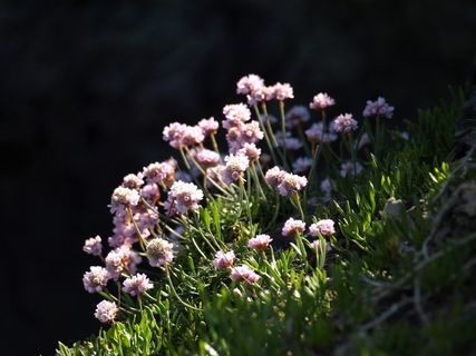 节俭、花朵、悬崖、粉色、植物、野花、春天、海岸 节俭、花朵、悬崖、粉色、植物、野花、春天、海岸