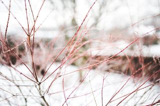 Branch, Branches, 冬季, Snow, 特写, 特写, 特写, 红
