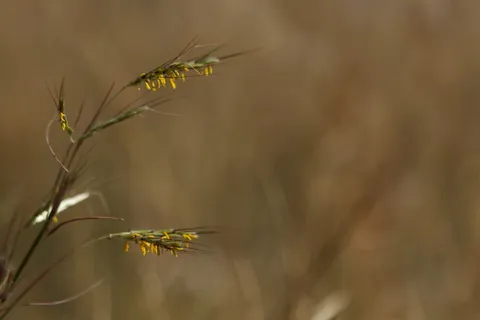 希腊, alimos, 帕尼山, 夏季, 散景, 特写, 黄金, 金
